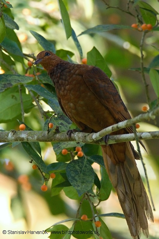 Andaman Cuckoo-Dove - ML204376101