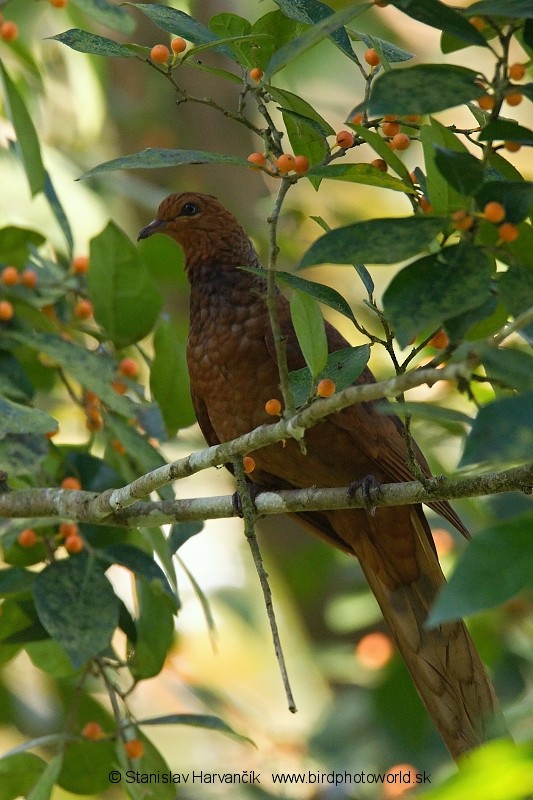 Andaman Cuckoo-Dove - ML204376111