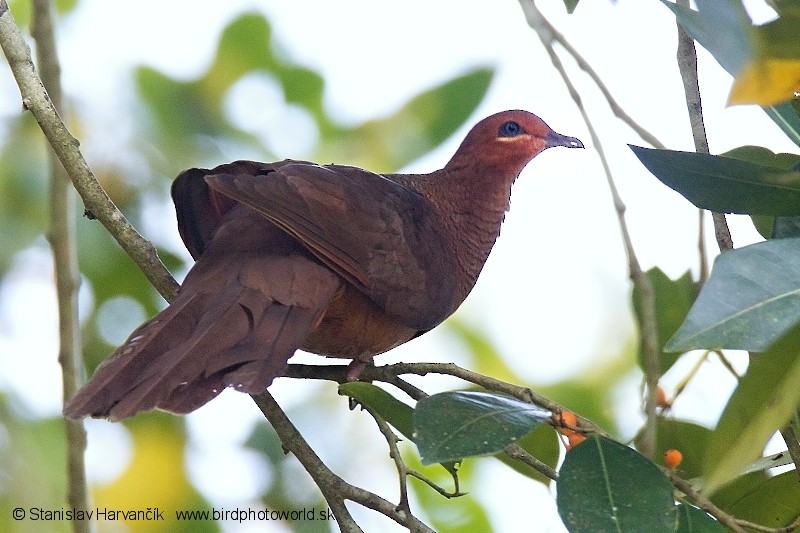 Andaman Cuckoo-Dove - ML204376121