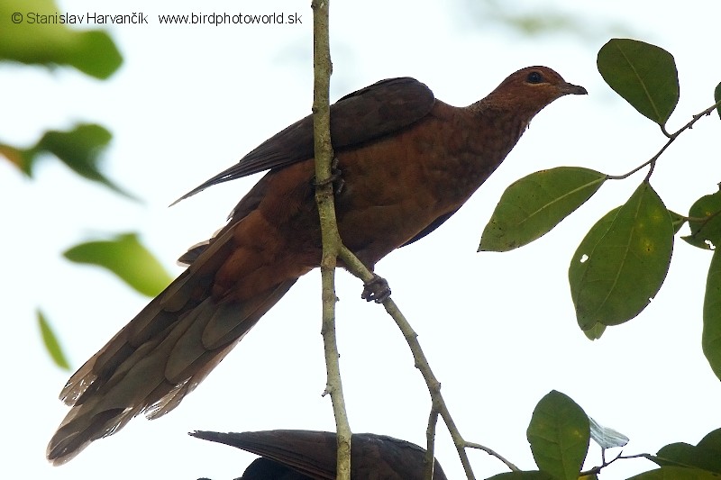 Andaman Cuckoo-Dove - ML204376131