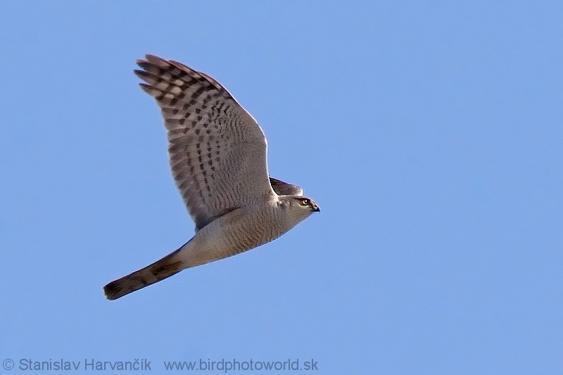 Eurasian Sparrowhawk - ML204377001
