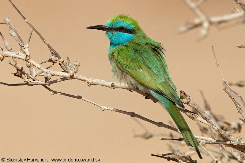 Arabian Green Bee-eater - ML204377171