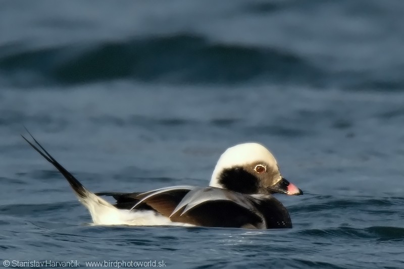 Long-tailed Duck - ML204377601