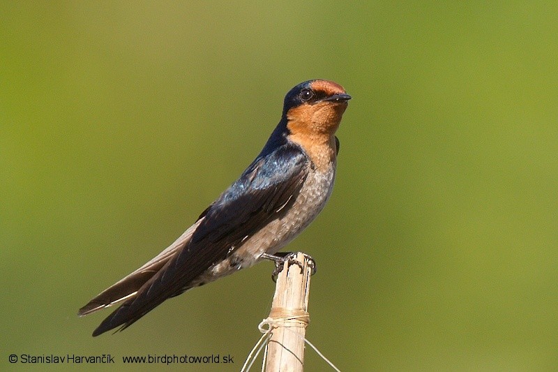 นกนางแอ่นแปซิฟิก (ธรรมดา) - eBird