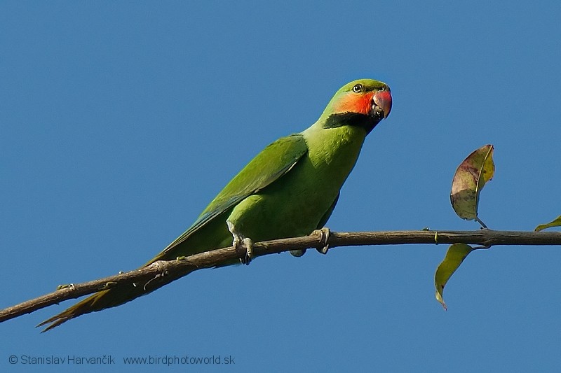 Long-tailed Parakeet (Andaman) - ML204378721