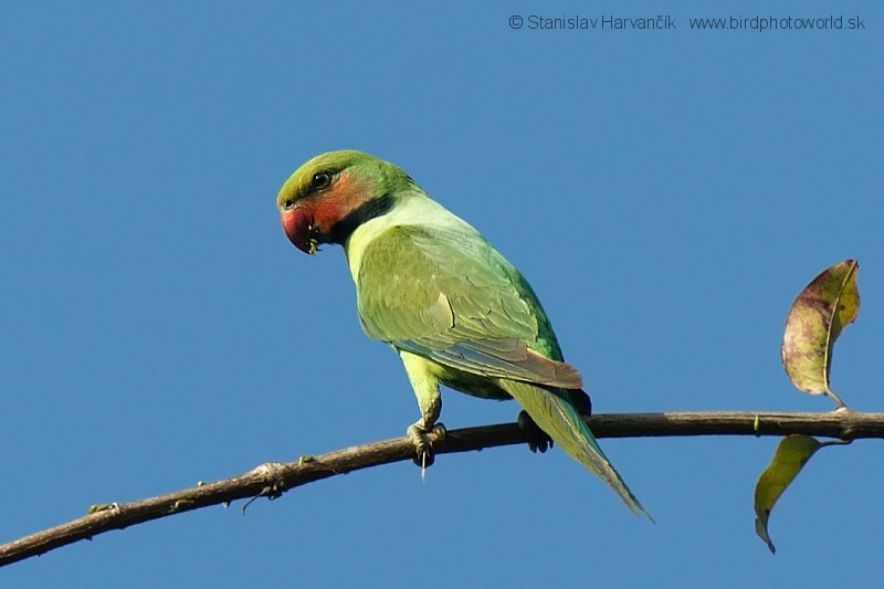 Long-tailed Parakeet (Andaman) - ML204378731