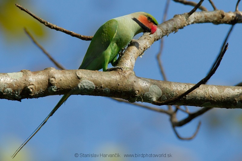 Long-tailed Parakeet (Andaman) - ML204378741