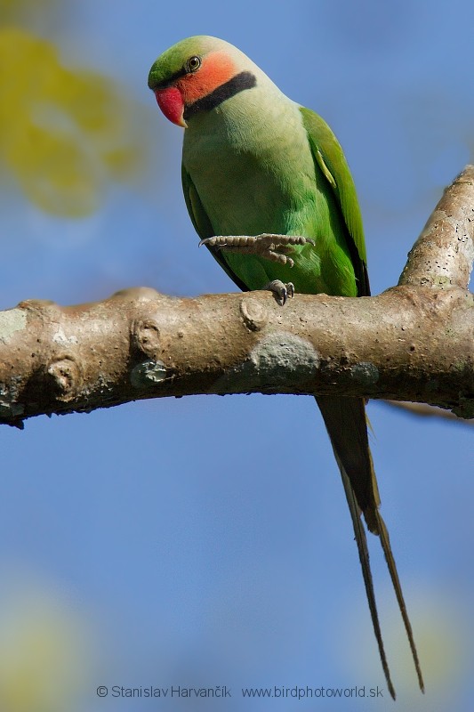 Long-tailed Parakeet (Andaman) - ML204378751
