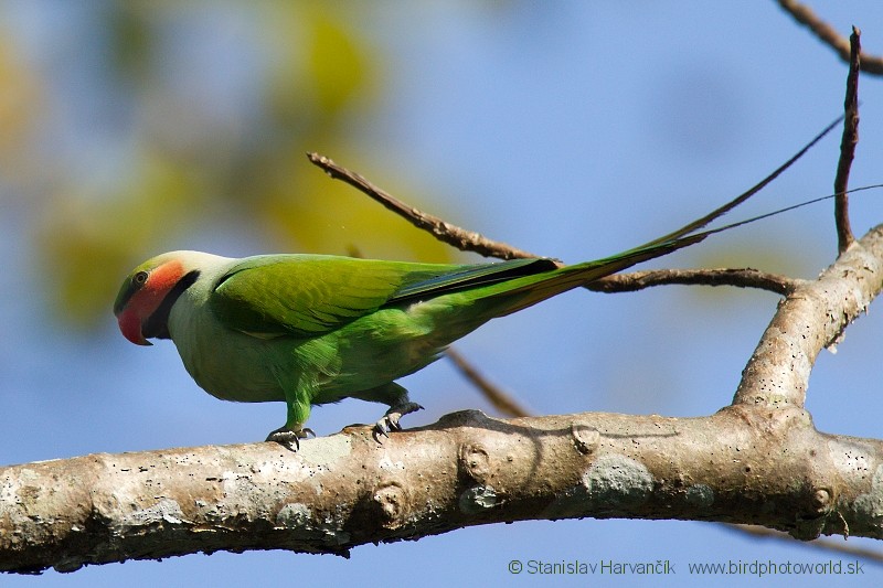 Long-tailed Parakeet (Andaman) - Stanislav Harvančík
