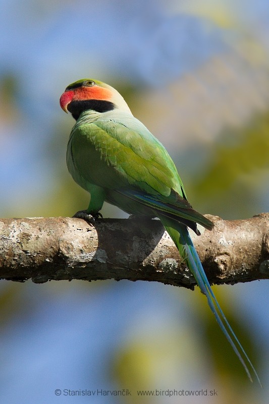 Long-tailed Parakeet (Andaman) - ML204378771