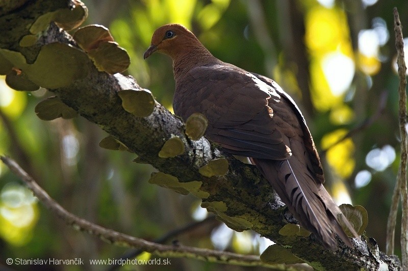 Andaman Cuckoo-Dove - ML204378801