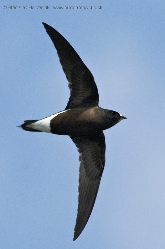 Brown-backed Needletail - ML204378821