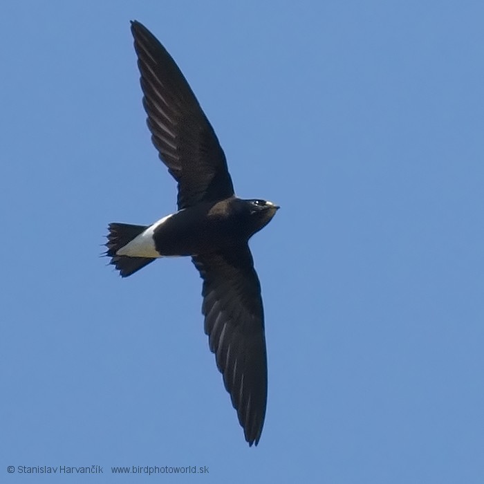 Brown-backed Needletail - ML204378841