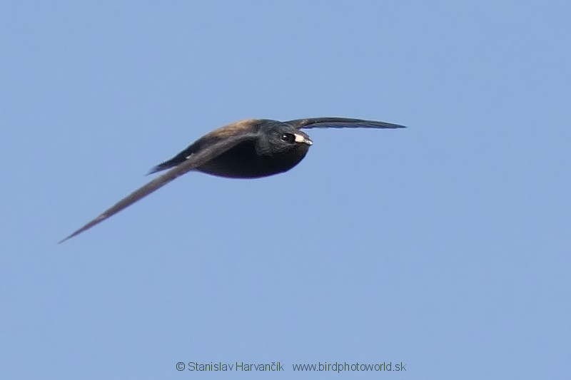 Brown-backed Needletail - ML204378851