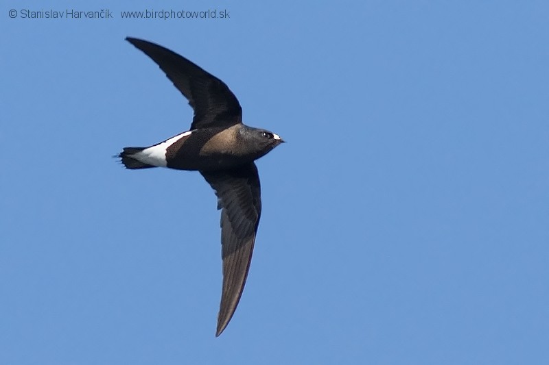 Brown-backed Needletail - ML204378861