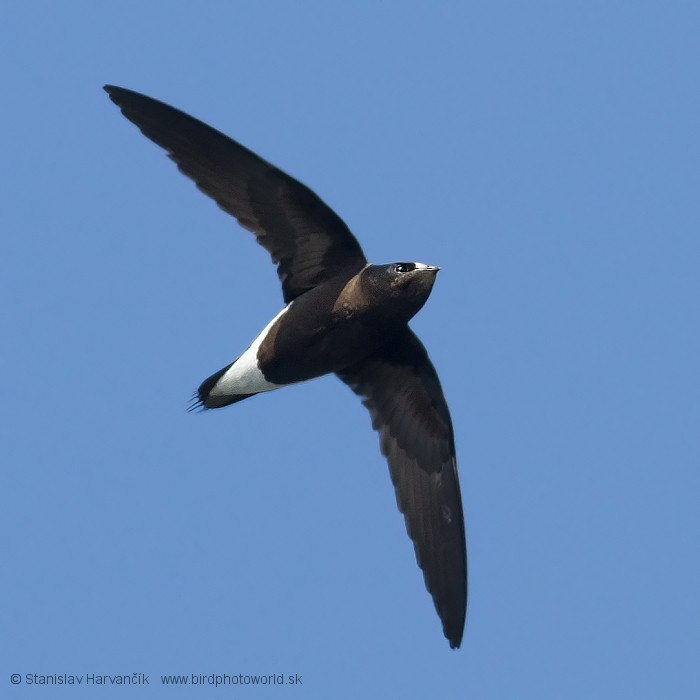 Brown-backed Needletail - ML204378881