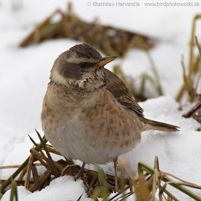 ハチジョウツグミ Ebird