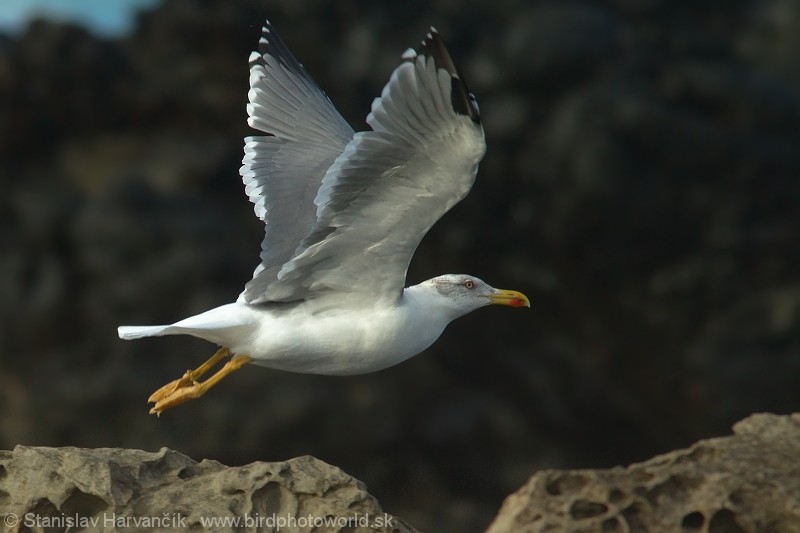 Yellow-legged Gull (atlantis) - ML204379491