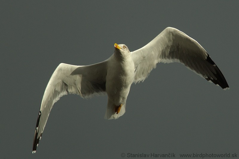 Yellow-legged Gull (atlantis) - Stanislav Harvančík
