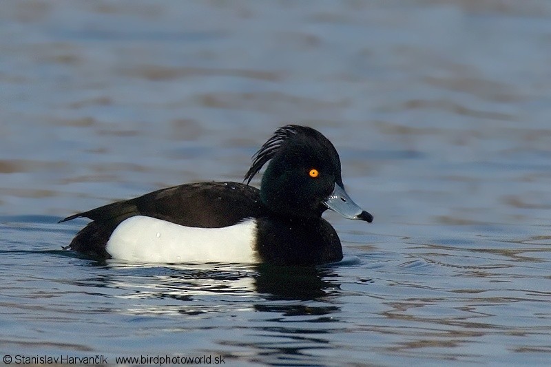 Tufted Duck - ML204379581