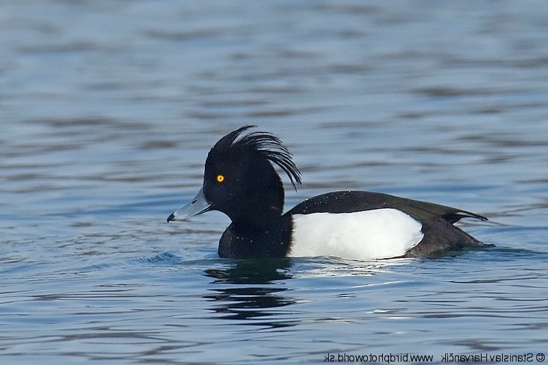 Tufted Duck - ML204379591