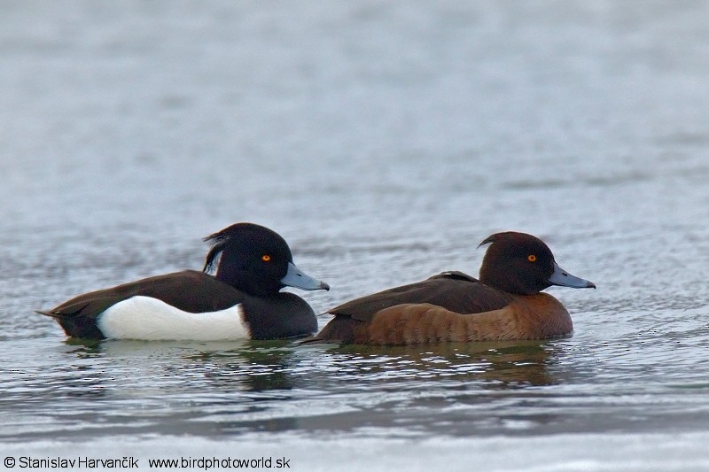 Tufted Duck - ML204379601