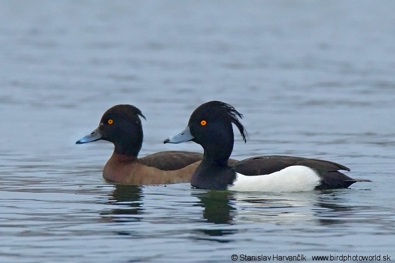 Tufted Duck - ML204379611