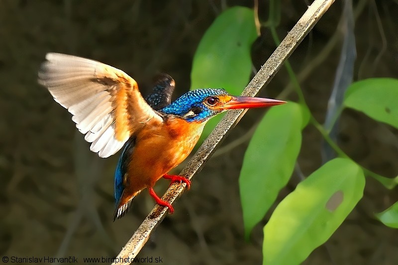 Blue-eared Kingfisher - ML204379761
