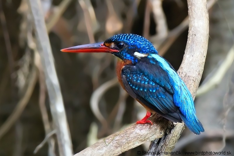Blue-eared Kingfisher - ML204379771
