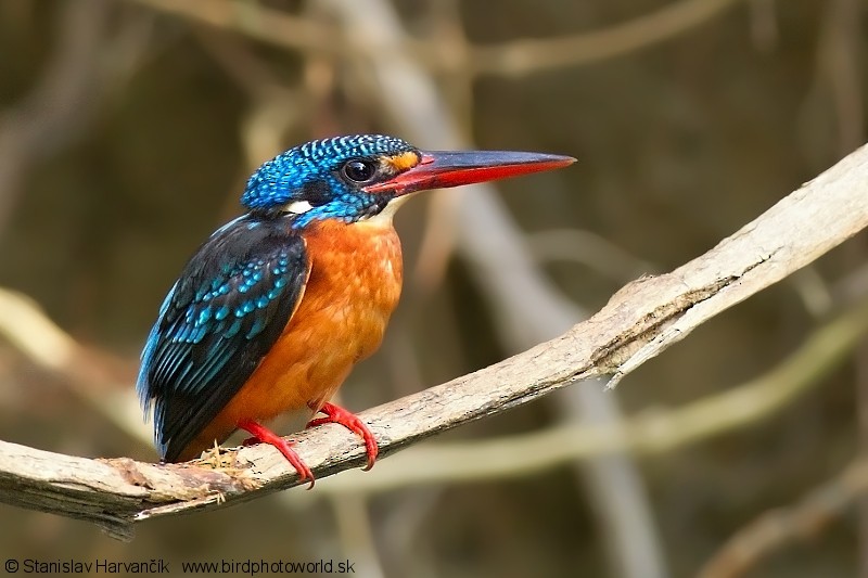 Blue-eared Kingfisher - ML204379781