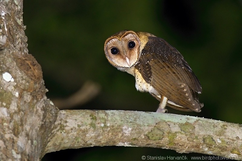 Andaman Masked-Owl - ML204379941