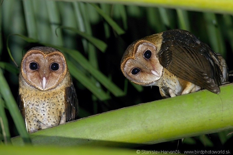 Andaman Masked-Owl - ML204379951