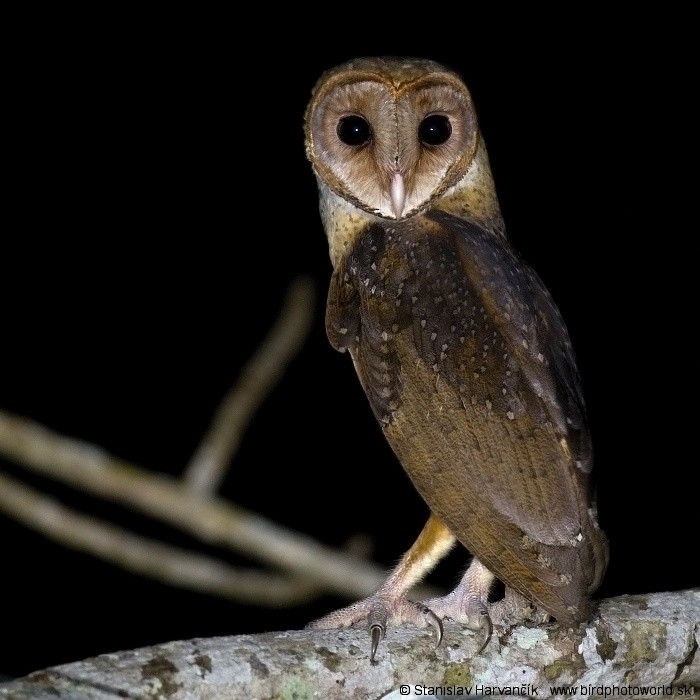 Andaman Masked-Owl - ML204379961