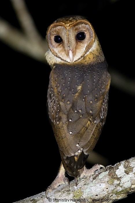 Andaman Masked-Owl - ML204379971