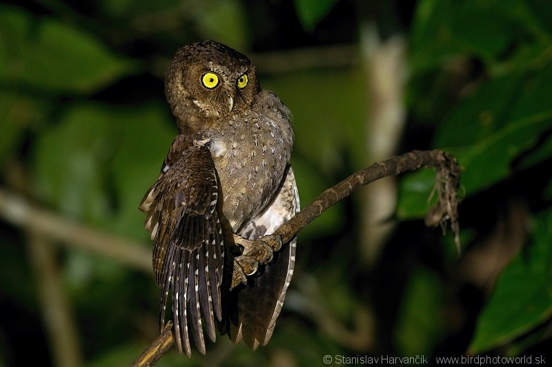 Andaman Scops-Owl - ML204379981