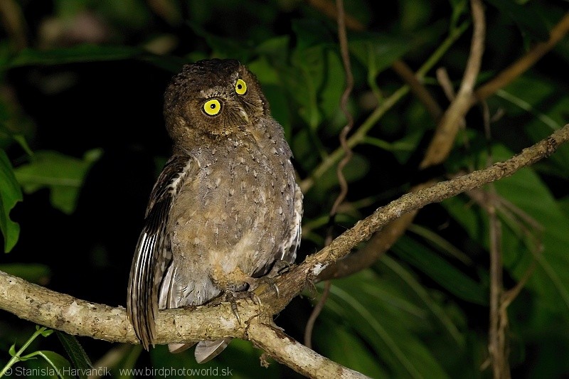 Andaman Scops-Owl - ML204379991