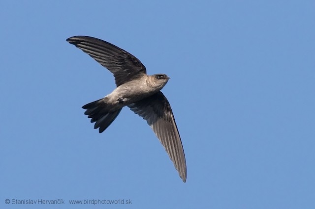 White Nest Swiftlet Edible Nest Swiftlet Ebird