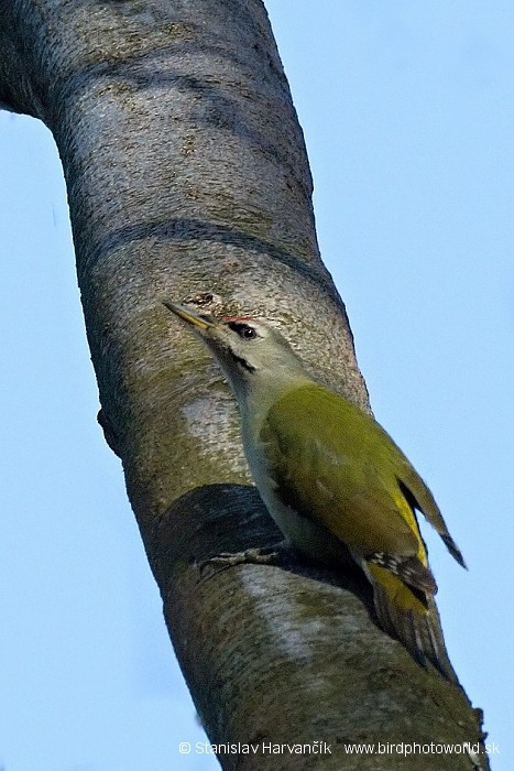 Gray-headed Woodpecker (Gray-headed) - ML204380881