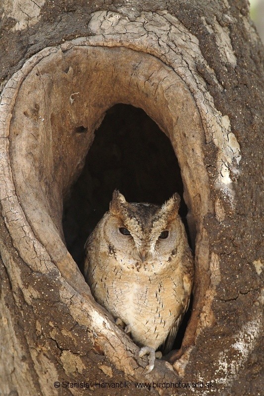 Indian Scops-Owl - Stanislav Harvančík