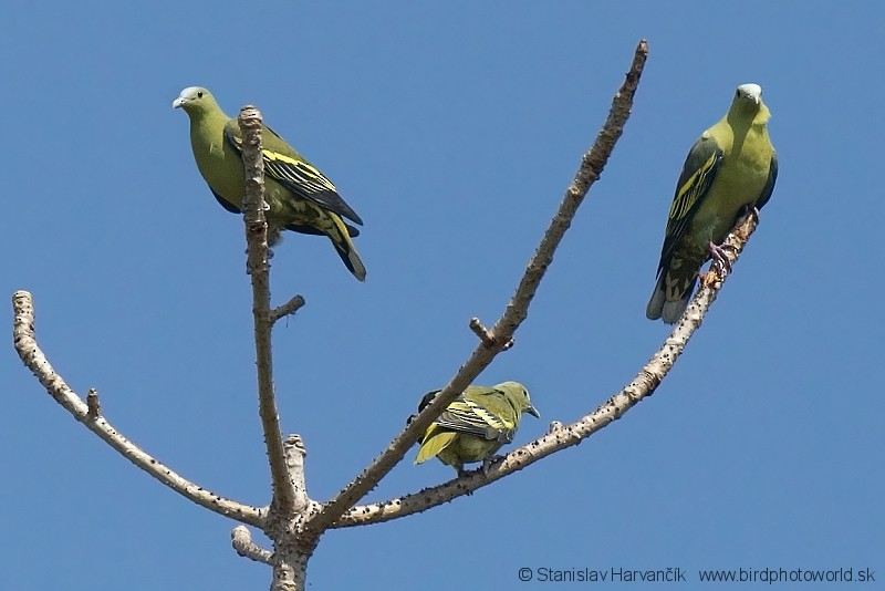 Andaman Green-Pigeon - ML204381941