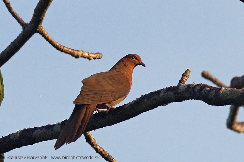 Andaman Cuckoo-Dove - ML204381951