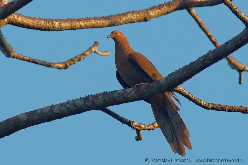 Andaman Cuckoo-Dove - ML204381961