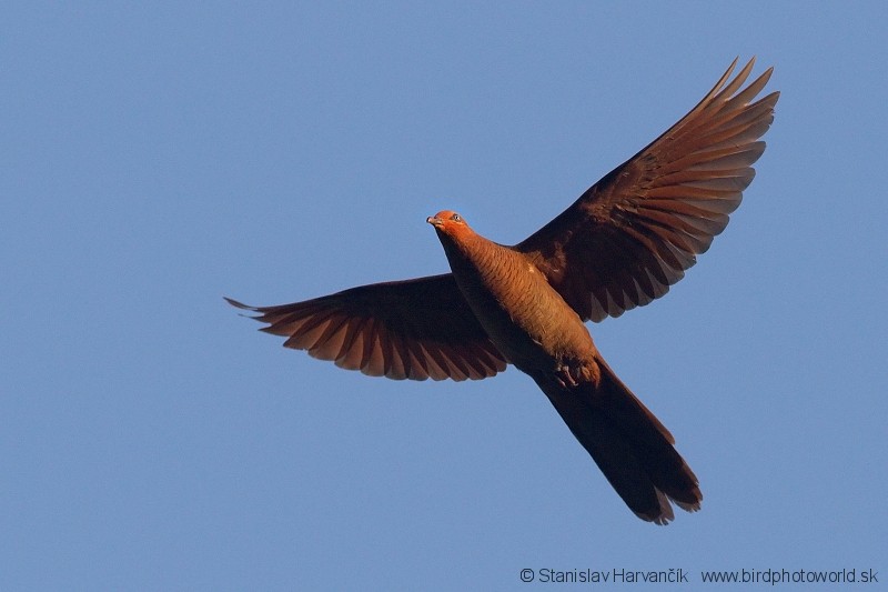 Andaman Cuckoo-Dove - ML204381991