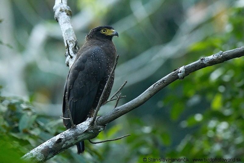 Andaman Serpent-Eagle - Stanislav Harvančík