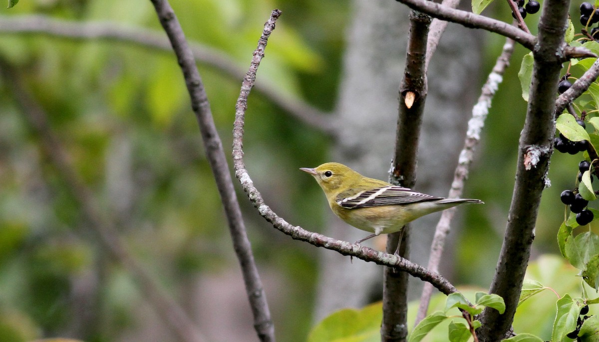 Bay-breasted Warbler - ML20438221