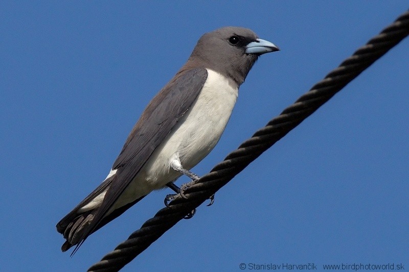 White-breasted Woodswallow - ML204382361