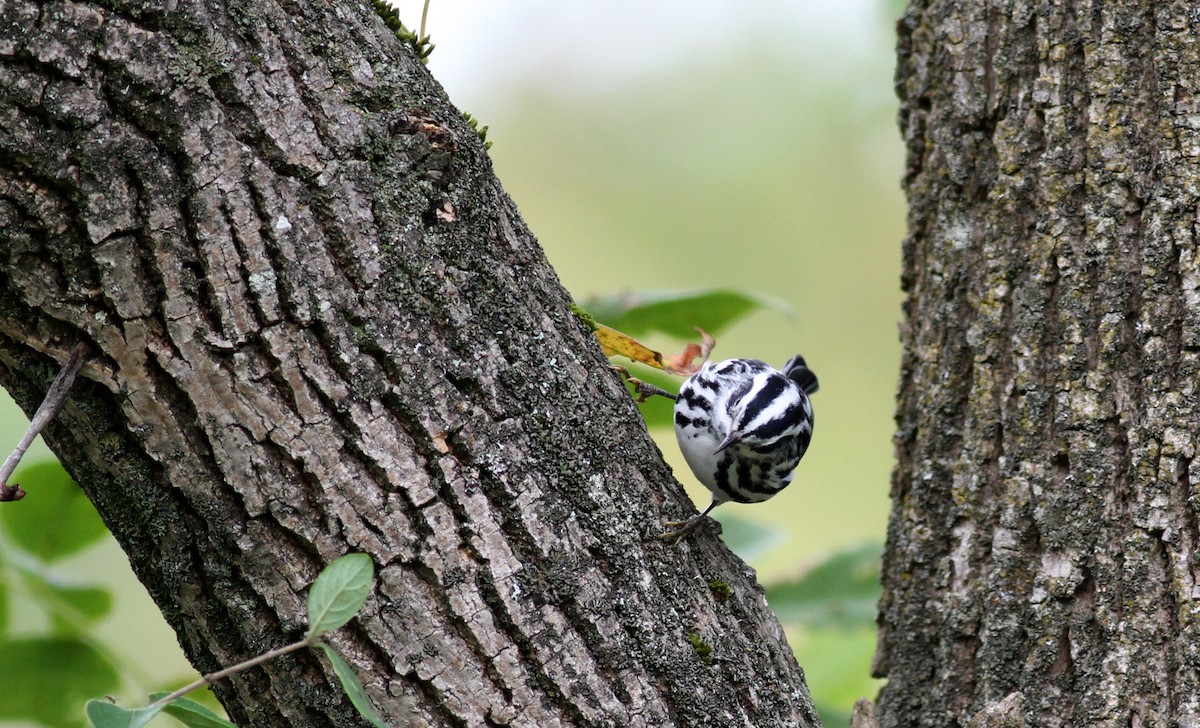 Black-and-white Warbler - ML20438241