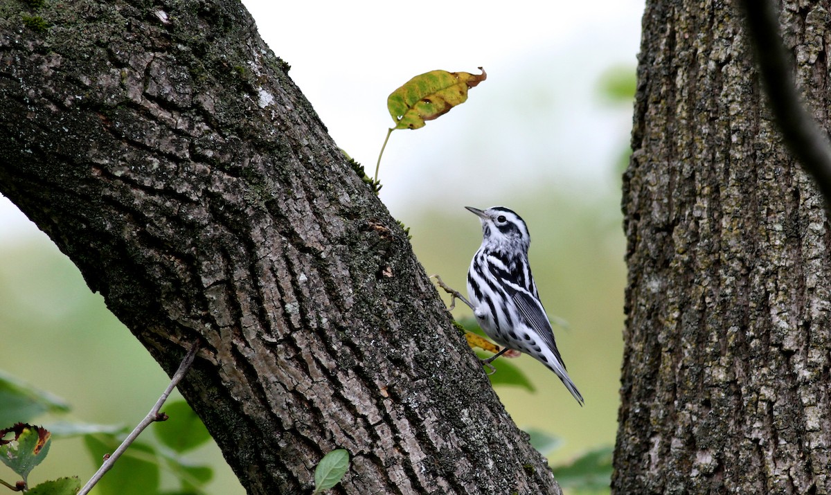 Black-and-white Warbler - ML20438251