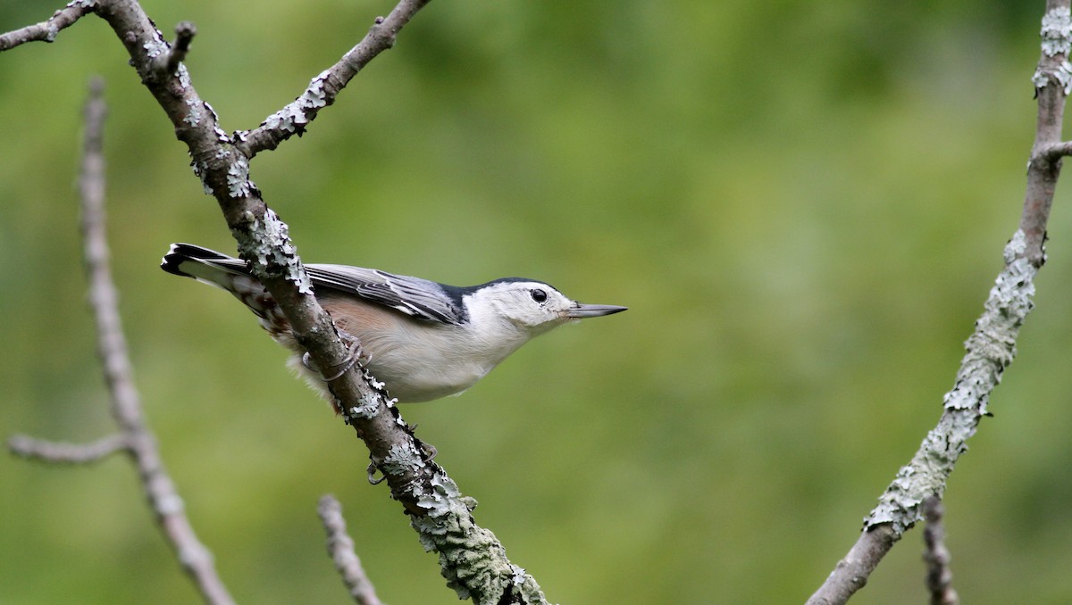 White-breasted Nuthatch - ML20438261
