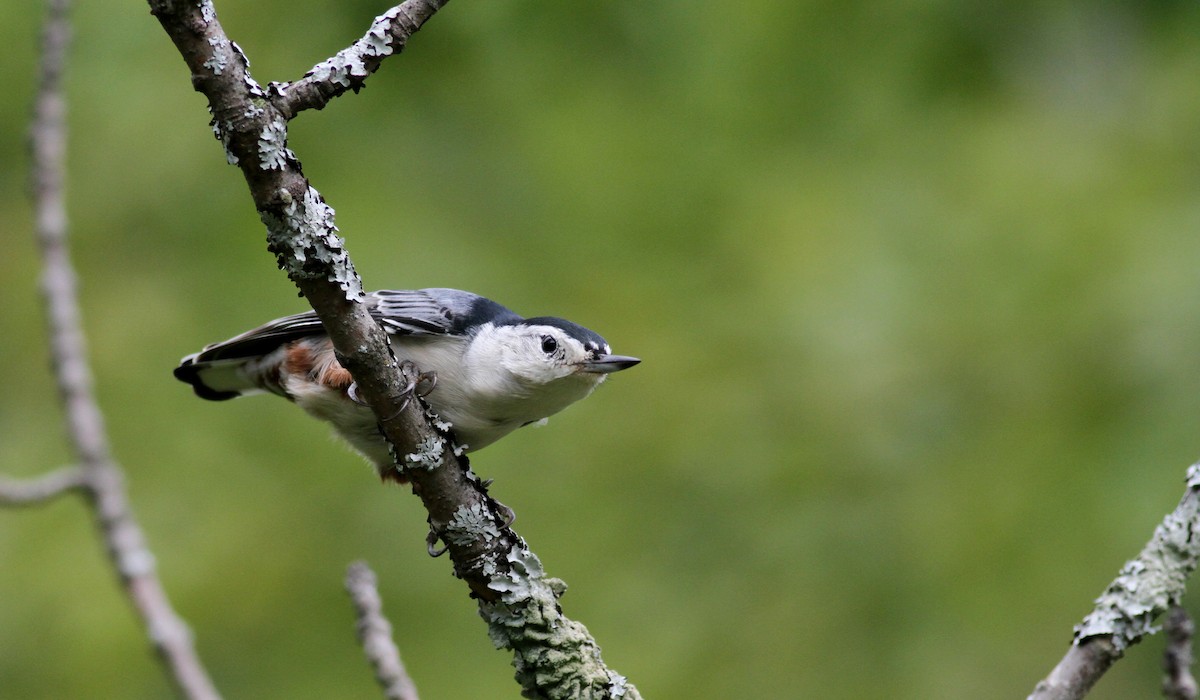 White-breasted Nuthatch - ML20438271